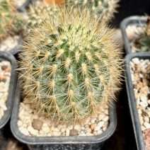Eriosyce chilensis v. albidiflora