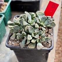 Titanopsis calcarea SB1111