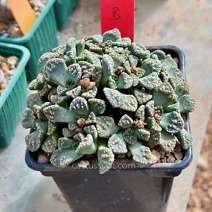 Titanopsis calcarea SB1111