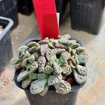 Titanopsis calcarea SB1111