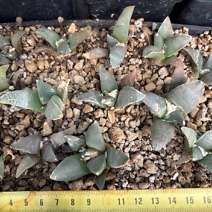 Ariocarpus retusus