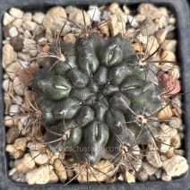 Eriosyce paucicostata