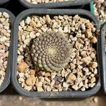 Erosyce pajonalensis