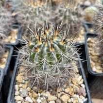 Eriosyce nigrihorrida