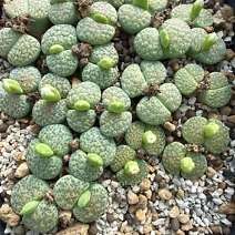 Lithops fulviceps v fulviceps aurea C363