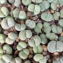 Lithops julii v. fulleri "Fullergreen" Co56A