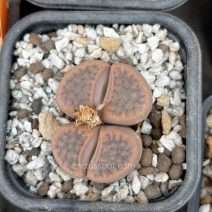 Lithops schwantesii ssp. gebseri C165