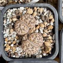 Lithops bromfieldii v mennellii