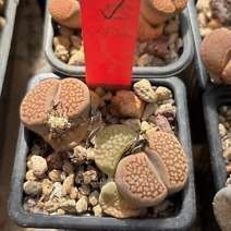 Lithops hallii "brown"