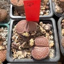 Lithops hallii "brown"