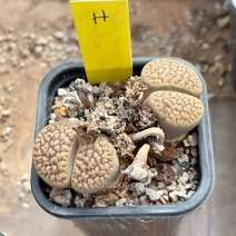 Lithops hookeri marginata