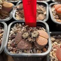 Lithops hookeri marginata C338