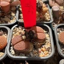 Lithops hookeri marginata