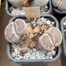Lithops julii v reticulata