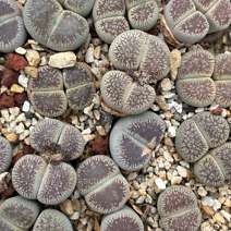 Lithops aucampiae ssp. euniceae var. fluminalis
