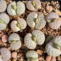 Lithops gracilidelineata