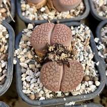 Lithops hookeri v subfenestrata 'brunneoviolacea' C019