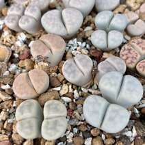 Lithops karasmontana v opalina