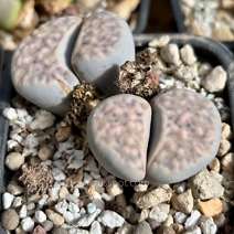 Lithops karasmontana v. eberlanzii 'witputzensis' C149