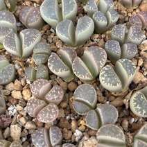 Lithops naureeniae