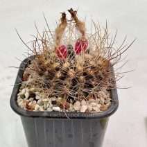 Eriosyce pulchella