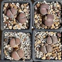 Lithops villetii ssp deboeri