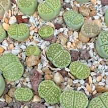Lithops julii ssp. fulleri cv. Fullergreen C056A