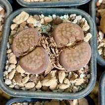 Lithops karasmontana v eberlanzii “erniana"