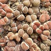 Lithops julii - Kikusiyo Giyoku 2011