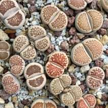 Lithops
