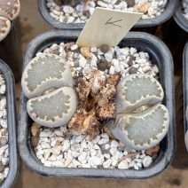 Lithops julii v reticulata