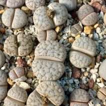 Lithops gracilidelineata
