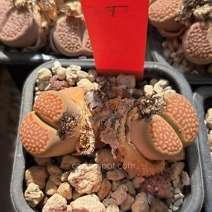 Lithops hallii "brown"