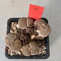 Lithops hallii "brown" C135