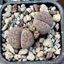 Lithops turbiniformis v lutea C38