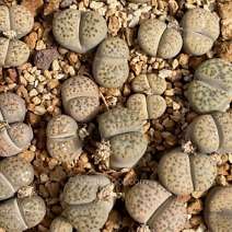 Lithops fulviceps
