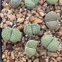 Lithops salicola 'super mac' green form