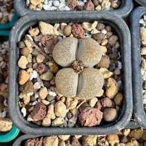 Lithops terricolor 'peersii'