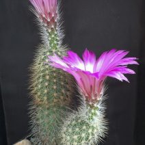 Echinocereus sp