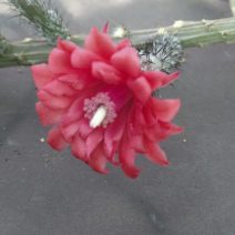 Peniocereus sp