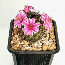 Mammillaria blossfeldiana