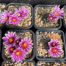 Turbinicarpus