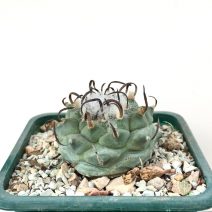 Turbinicarpus sp